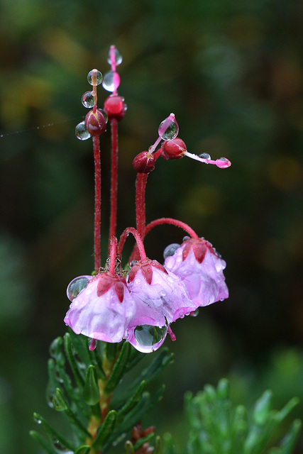 Pink Mountain Heather in the Rain