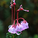 Pink Mountain Heather in the Rain