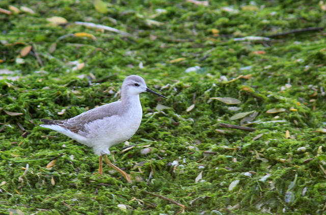 phalarope de wilson