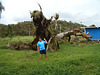 DSCN2013 - figueira no Morro das Pedras, após ciclone