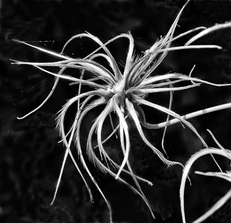 Monday Macro.  Macro of clematis seed head.