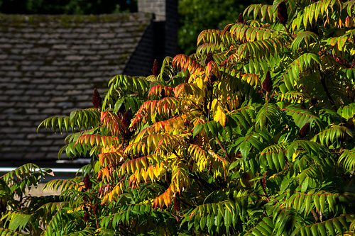 Autumn colours appearing