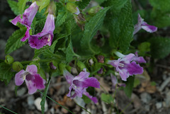 Melittis melissophyllum, Lamiaceae, Alpes FR