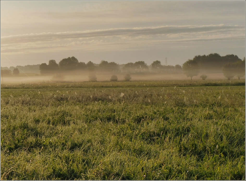 Morgennebel