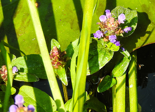 20230709 1638CPw [D~LIP] Gemeine Braunelle (Prunella vulgaris), Bad Salzuflen