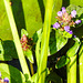 20230709 1638CPw [D~LIP] Gemeine Braunelle (Prunella vulgaris), Bad Salzuflen