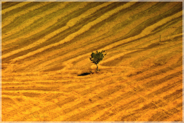 Weizenfeld mit Baum