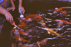 Feed the carps Feed the carps