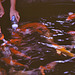 Feed the carps