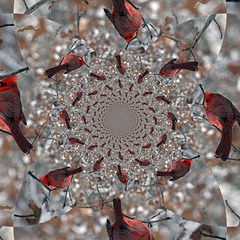 Kaleidoscope ~ Cardinal and snow ! 27-12-14