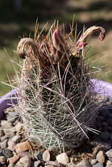 Glory of Texas (Thelocactus bicolor)