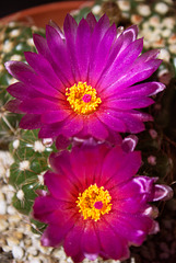 Parodia werneri flowering