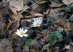 Bloodroot Flowers