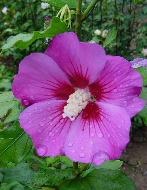 Hibiscus