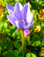 025  Noch immer blühen Herbstkrokusse (Crocus speciosus)