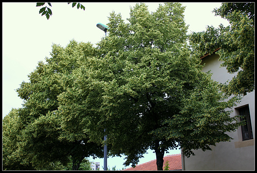 Tilia sp (1)