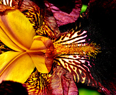 Summer just gone in Helens garden