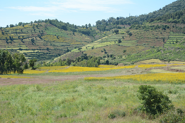 Ethiopian Meadows