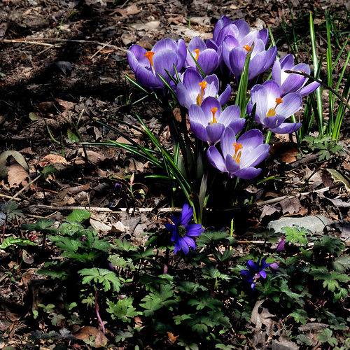 Crocuses