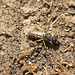 Galley Hill Wasp 2