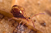 img 6025springtail 50687560397 o