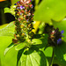 20230709 1639CPw [D~LIP] Gemeine Braunelle (Prunella vulgaris), Bad Salzuflen