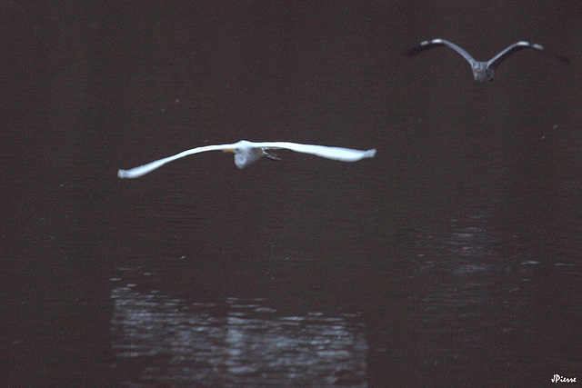 Poursuite Aigrette -Héron