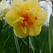Narcisse du parc**********