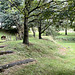 Pond Garden July 2025