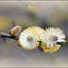 Pompons à pollen