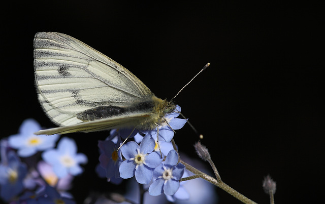 Green veined white butterfly 2015-04-28 12.57.27-1 (46)