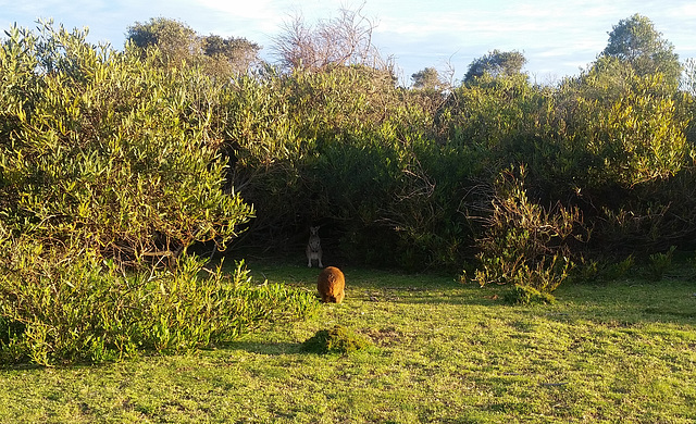 wombat with joey in the pouch