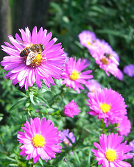 026 Herbstaster (Aster novae- angliae "Alma Pötzschke")