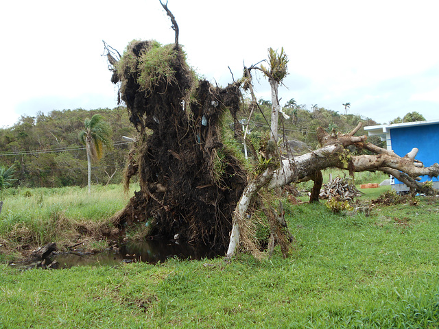 DSCN2016 - figueira no Morro das Pedras, após ciclone