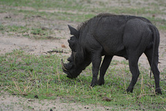 Tarangire, The Warthog