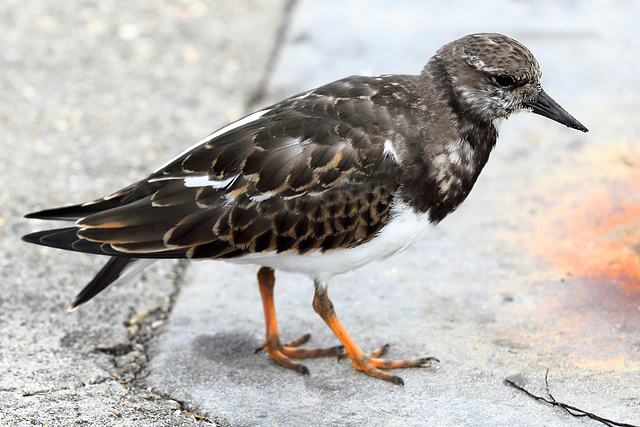 EOS 60D Unknown 2019 09 16 00663 Turnstone dpp