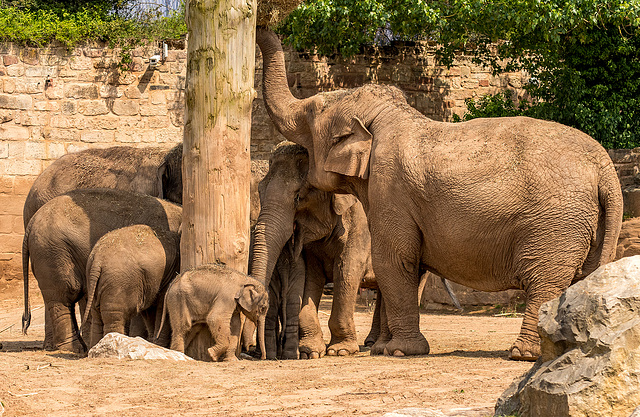 Elephant family