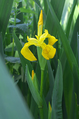 Yellow Iris