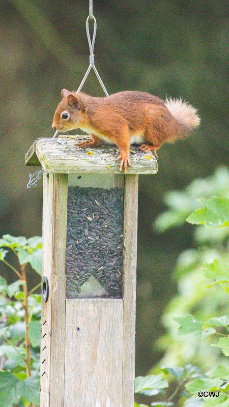 One of Blondie's offspring trying to figure out how to get into this feeder