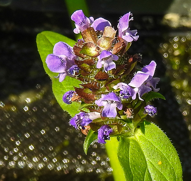 20230709 1640CPw [D~LIP] Gemeine Braunelle (Prunella vulgaris), Bad Salzuflen