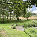 Pond Garden July 2025
