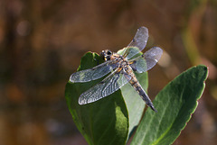 Four-spotted Skimmer