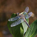 Four-spotted Skimmer