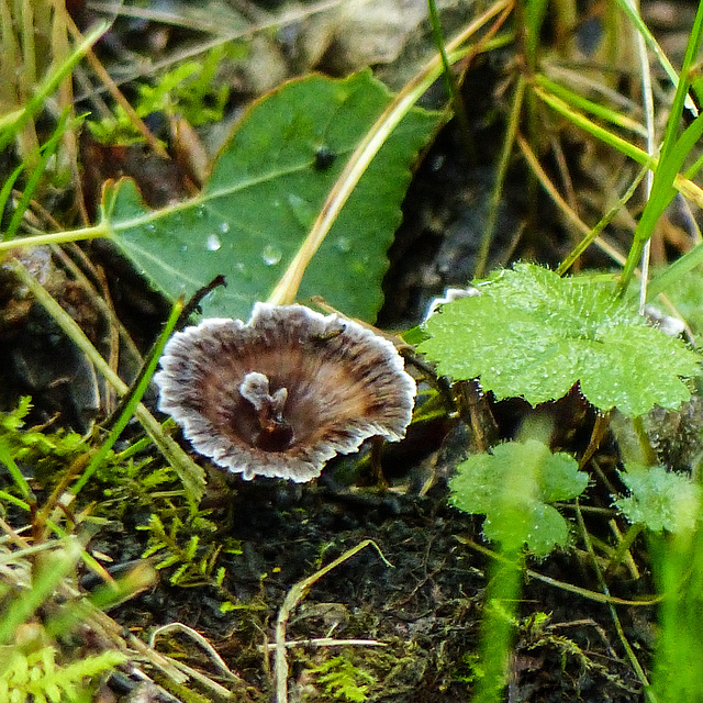 Unidentified fungus