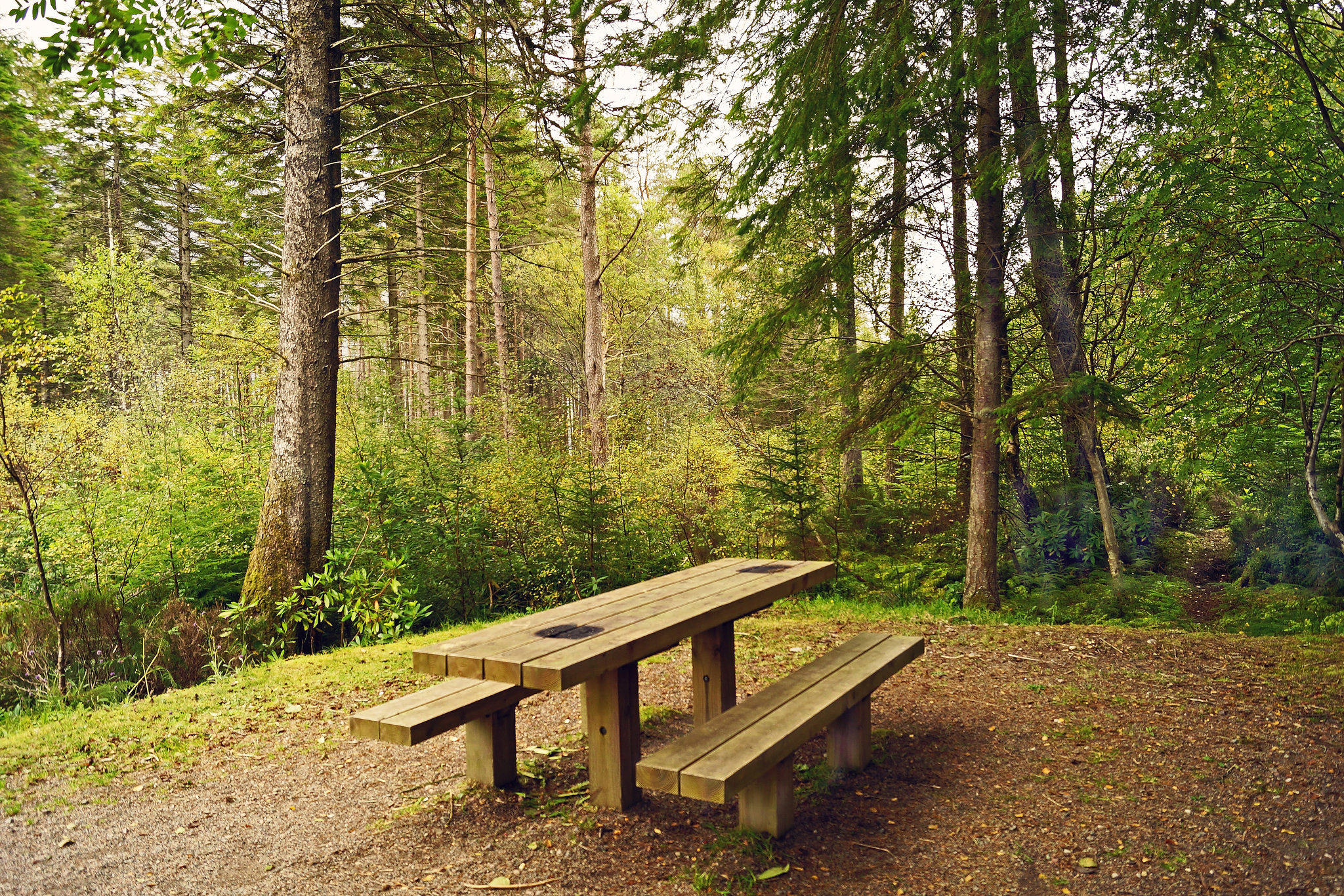 Wood And Bench