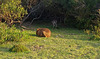 wombat with joey in the pouch