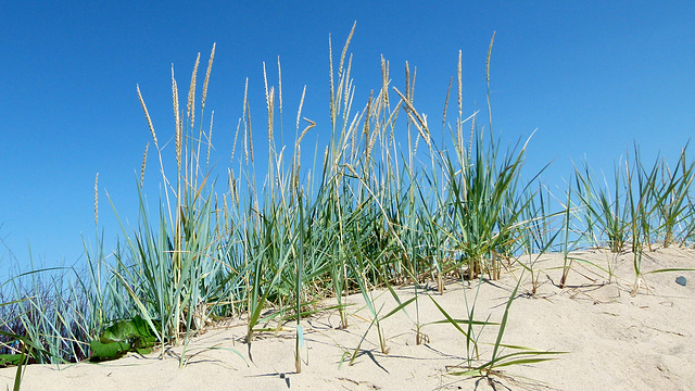 Strand-Gräser