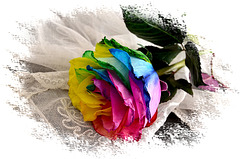 ~ Rainbow Rose ~