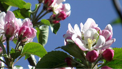 More of the apple blossom