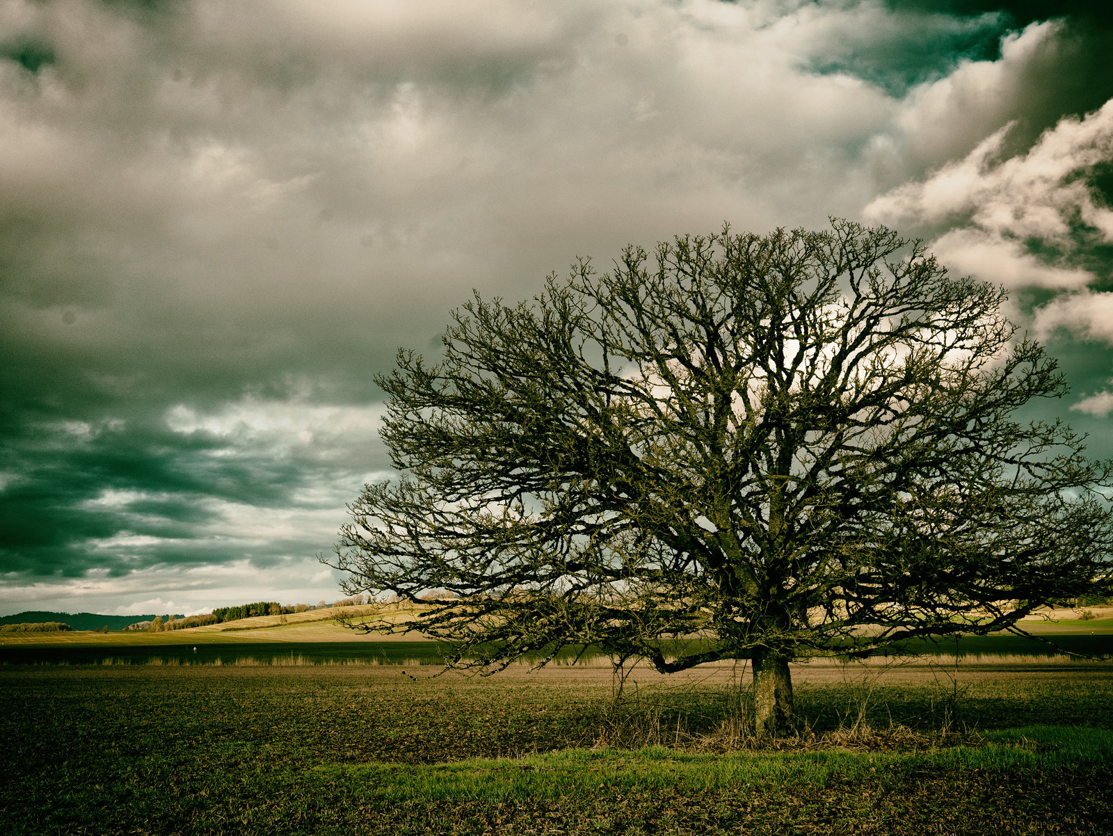 Yamhill County Tree